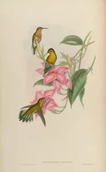 Chrysobronchus virescens